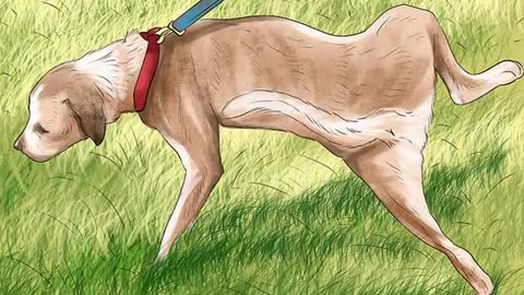 How to Stop Your Dog From Peeing On The Same Area/Spot!