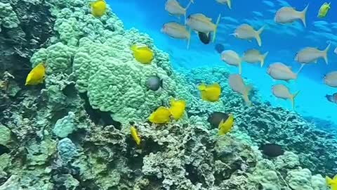 oceanlover#underwater#planetearth