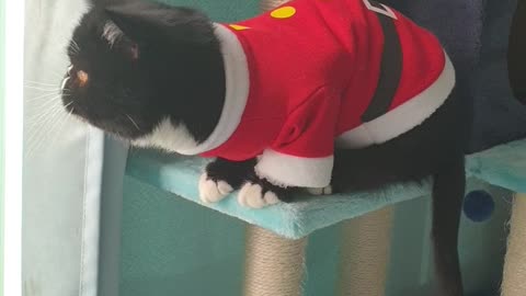 A black cat in Santa's clothes.
