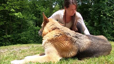 The dog haircut is very cool