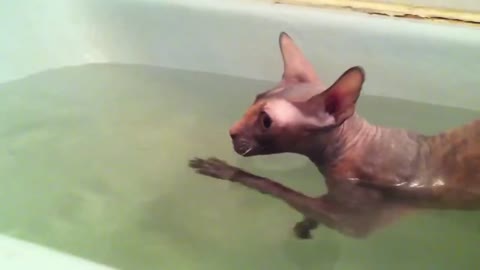 Talented cat practices swimming in the bathtub