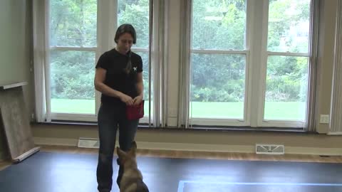 How to train a dog to pay attention in easy steps