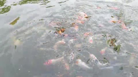 Koi fish