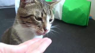Cat Eating ASMR