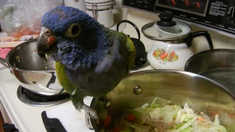 Rufus On Pot! - I was just starting some lentil soup