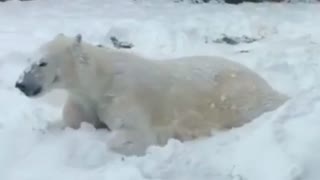 Polar bear plays in Wisconsin snow