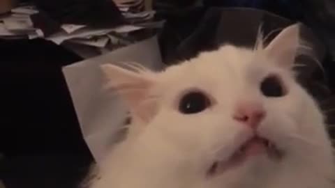 White Cat Meowing meme and White Hungry start Meow 2023