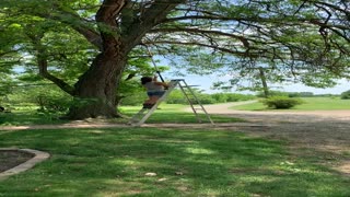 Woman Gets Bonked by Branch during Tree Trimming