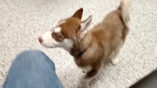 Puppies first vet visit