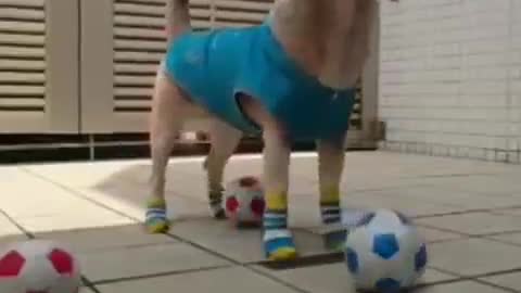 Dog plays football