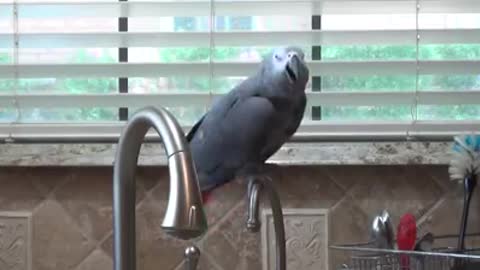Cheeky Parrot