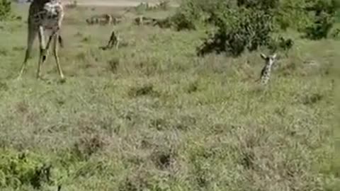 Giraffe Fights for Her Child Wildlife Animals