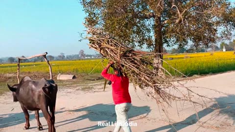 Nature Life In Uttar Pradesh India | Indian Village | Family Living In The Poverty In The Jungle