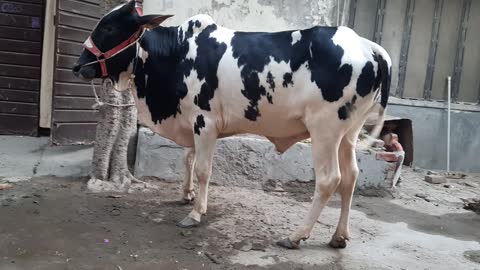 Amezing & engery cow Australian frisian cow in the World