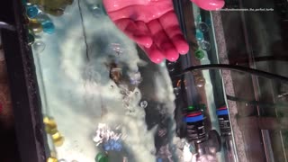 Baby turtle dropped into fish tank