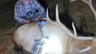 Bull Elk Bow Kill