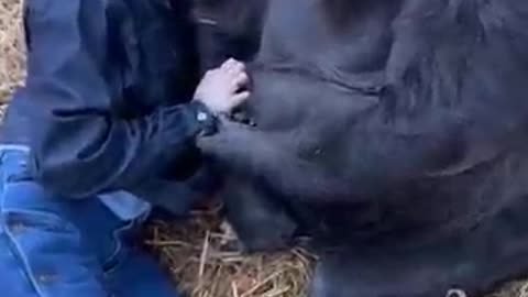 Woman is hanging out with Silverback Gorillas at her sanctuary!