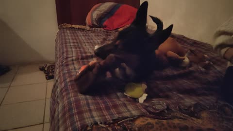 THE RIPPER DOG BREAKS HIS OWN NEW TOYS