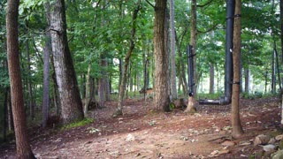 The Woods - 08/20/2021