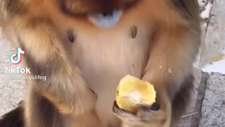 Cute Golden Snub-nosed Monkey Eating grape fruit