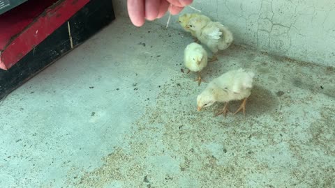 Little chickens play and eat
