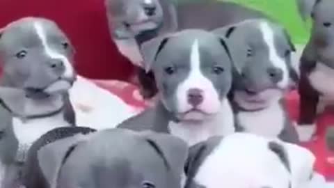 CACHORROS ENGRAÇADOS E FOFOS / DOG FUNNY/ Funniest Animals #shorts