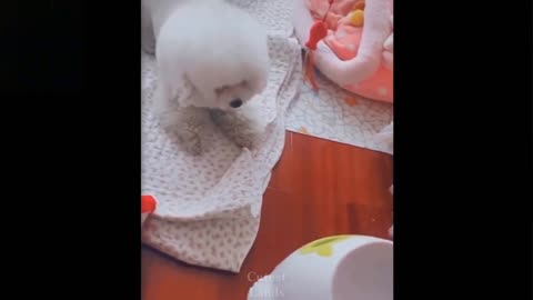 Snowy Puppy Dog playing with Ball | Funny Puppy video.
