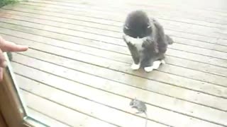 Chuck the cat got a rat