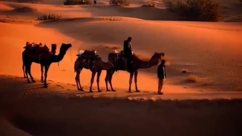 Camel and cameleer in a desert