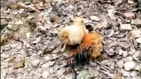 Chicken VS Dog Fight best ever video