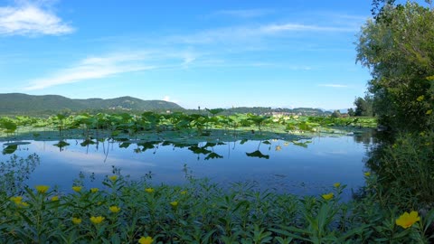 A Beautiful Lake with Water Lilies