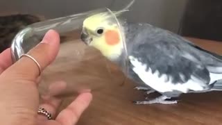 Cute parrot looks so happy when he is singing