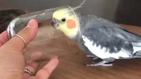 Cute parrot looks so happy when he is singing