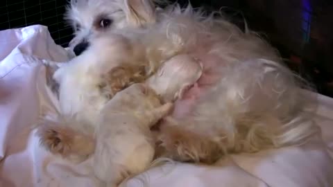 Maltese Puppies 2 Weeks Old - Amazing Pets
