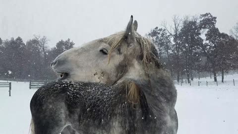 Silly Horse Tries To Get Icicles Off Of Whiskers