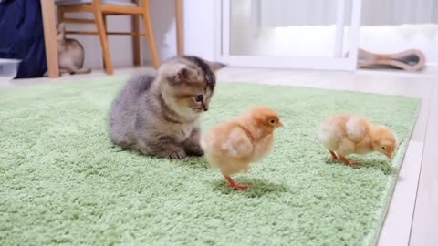 Kitten greets chicks