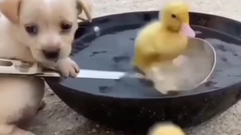 Talented smart dog saved duck baby 🔥♥️👍💥