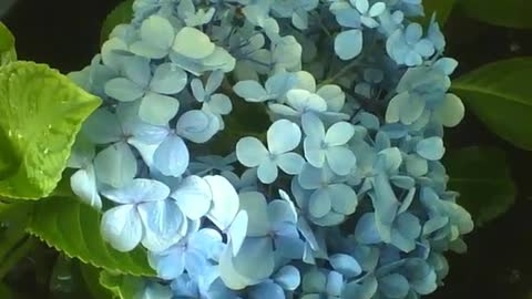 A bouquet of blue hydrangea in the flower shop, very pretty [Nature & Animals]