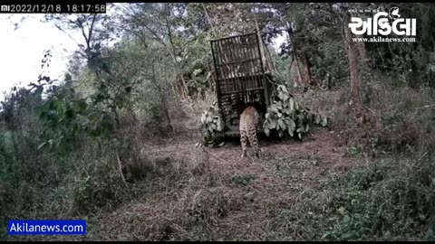 Leopard caught in a cage.