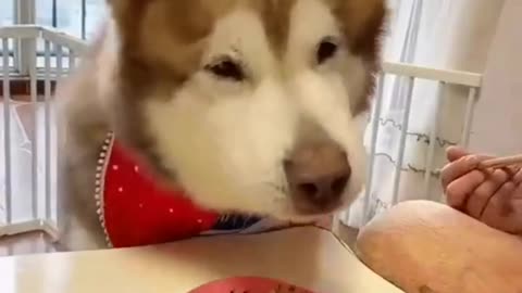 A Mesmerizing Video Clip of a Cute Dog's Amazing Eating Skills
