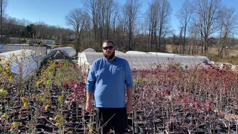 Fertilizing Japanese Maples