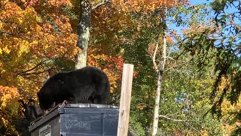 Bear Tries to Break Into Bear Proof Dumpster