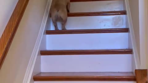 French Bulldog Hops of Stairs Like a Bunny