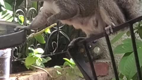 Squirrel Looking In The Window