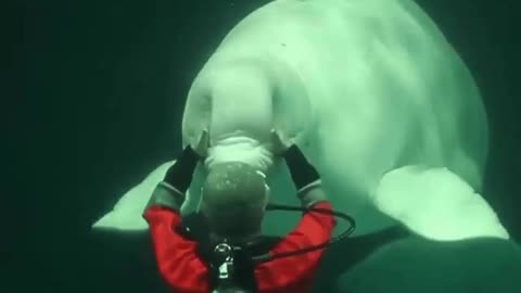 Belukha - White Whale. | Interesting Facts #Shorts #interestingfacts