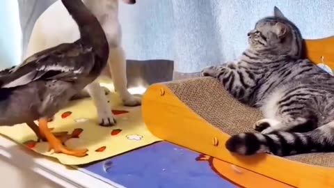 Funny 🤣 cats and dogs video 🐶😹