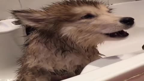 The little guy doesn't like baths