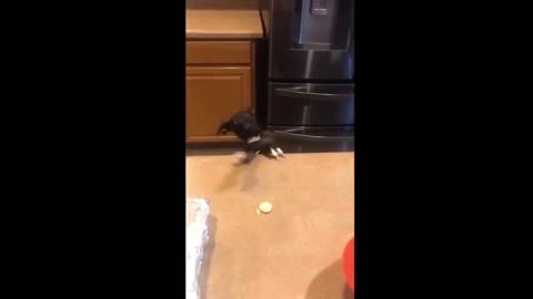 Dog Tries to Eat Biscuits From Table