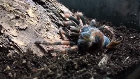 Mexican Red Knee Tarantula Molting Time-Lapse