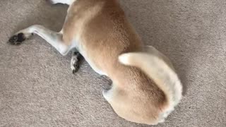 Brown dog rubs neck on white carpet